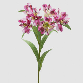 ALSTROEMERIA - 80cm